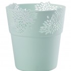 Osłonka Aster mięta