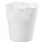 Osłonka Aster bialy