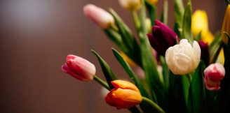 Tulipany – poezja wiosny, historia szaleństwa, kruchość piękna