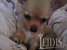 Chihuahua – mały pies o wielkim sercu