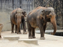 Zooterapia