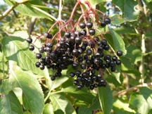 Czarny bez – małe owoce, wszechstronne zastosowanie