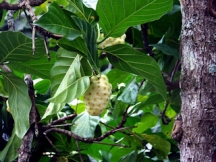 Owoc noni – zalety i zastosowanie